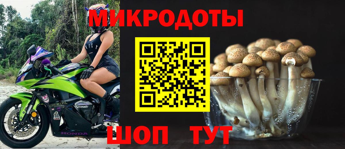 Псилоцибиновые грибы Psilocybe Псков